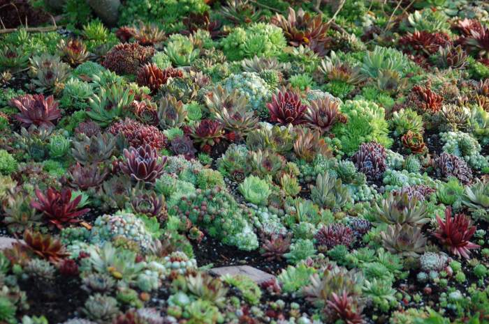 Sempervivum Dachwurz Hauswurz